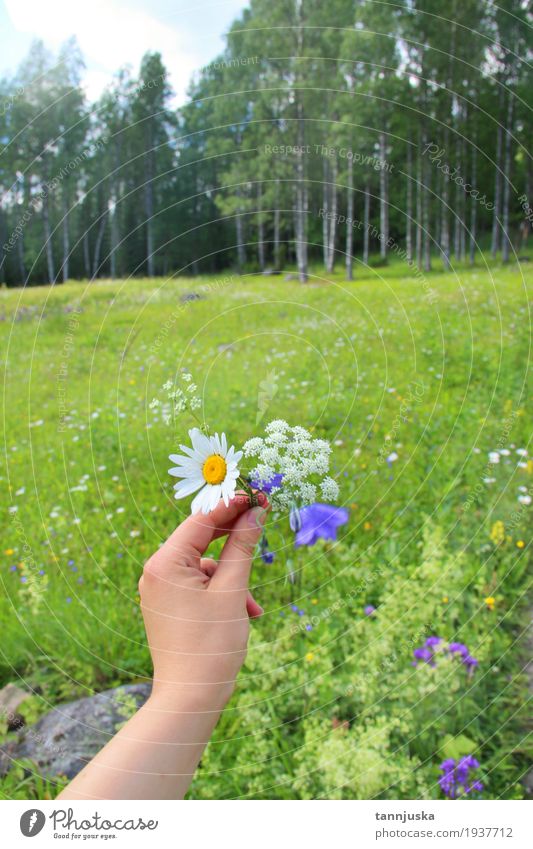 Hand mit Wildflowers von Finnland, Nord-Karelien schön Sommer Frau Erwachsene 1 Mensch 18-30 Jahre Jugendliche Umwelt Natur Landschaft Pflanze Himmel Wolken