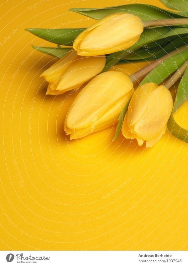 Gelbe Tulpen auf gelb Duft Natur Pflanze Frühling Blume Blumenstrauß Liebe schön Easter Hintergrundbild beautiful blossom celebration copy copyspace decoration