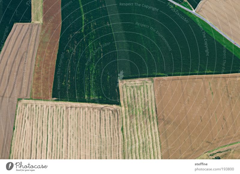 Spring-ins-Feld Wiese ästhetisch Flugzeugausblick Linie Ackerbau Landwirtschaft Farbfoto abstrakt Muster Strukturen & Formen Vogelperspektive