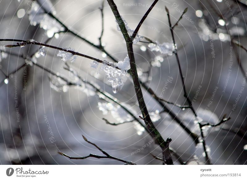 Eisiger Ast Natur Tier Winter Wetter Frost Baum frieren glänzend kalt Farbfoto Außenaufnahme Tag Schwache Tiefenschärfe Zentralperspektive