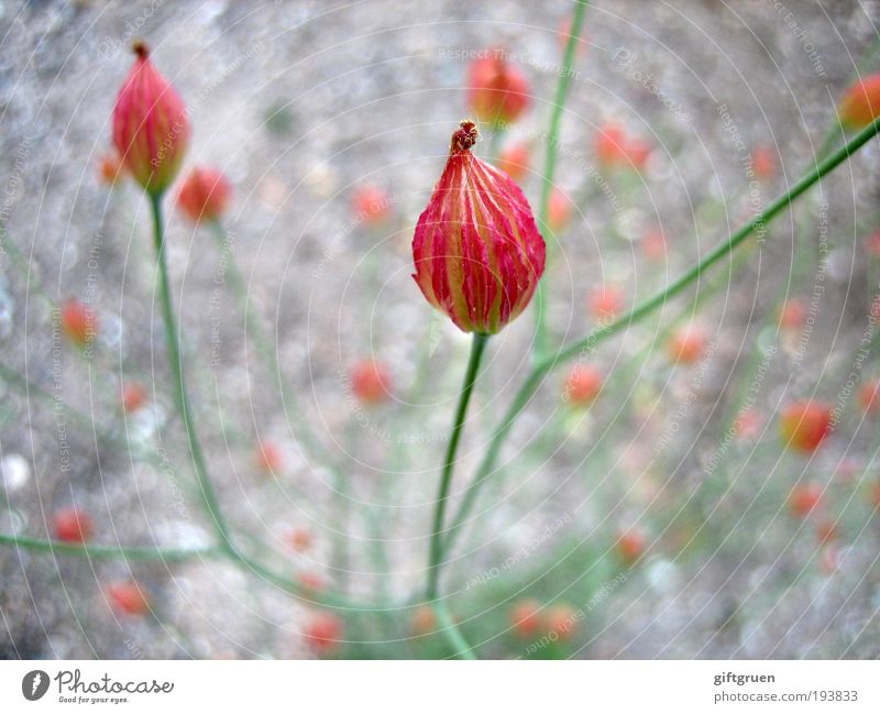 drama queen Natur Pflanze Blume Blüte Blühend Duft ästhetisch außergewöhnlich exotisch Spitze grün rot Fröhlichkeit eitel geheimnisvoll schön auffällig markant