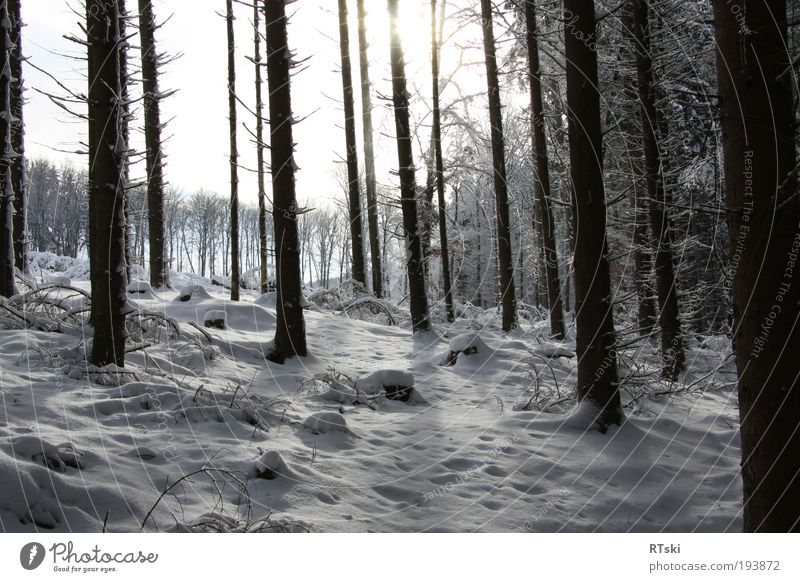 Winterschatten Schnee Sonnenlicht Baum Wald Remscheid Deutschland Europa Erholung Kultur Leben Stil Stimmung Schwarzweißfoto Außenaufnahme Tag Licht Schatten