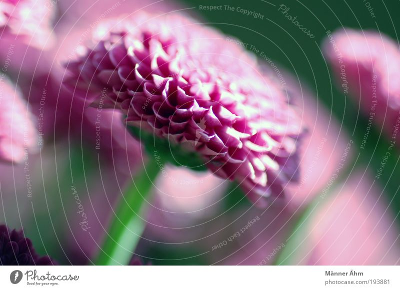 Frühlingserwachen Pflanze Blatt Blüte exotisch Duft frisch hell grün violett rosa Farbfoto Außenaufnahme Nahaufnahme Detailaufnahme Tag Schatten Kontrast