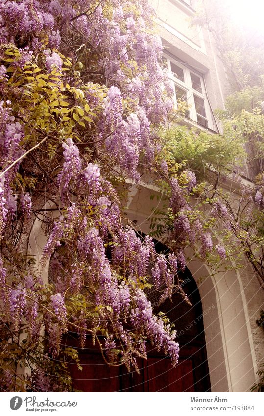Oh, Sendling! Pflanze Blume Blüte Grünpflanze Altstadt Haus Gebäude Mauer Wand Fassade Fenster Tür braun grau grün violett weiß München Farbfoto Außenaufnahme