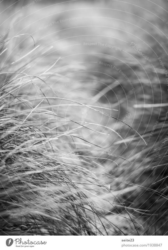 Gras Pflanze Sträucher Wildpflanze Küste Seeufer Strand Nordsee wandern dünn Spitze grau schwarz weiß Schwarzweißfoto Außenaufnahme Nahaufnahme Tag Licht
