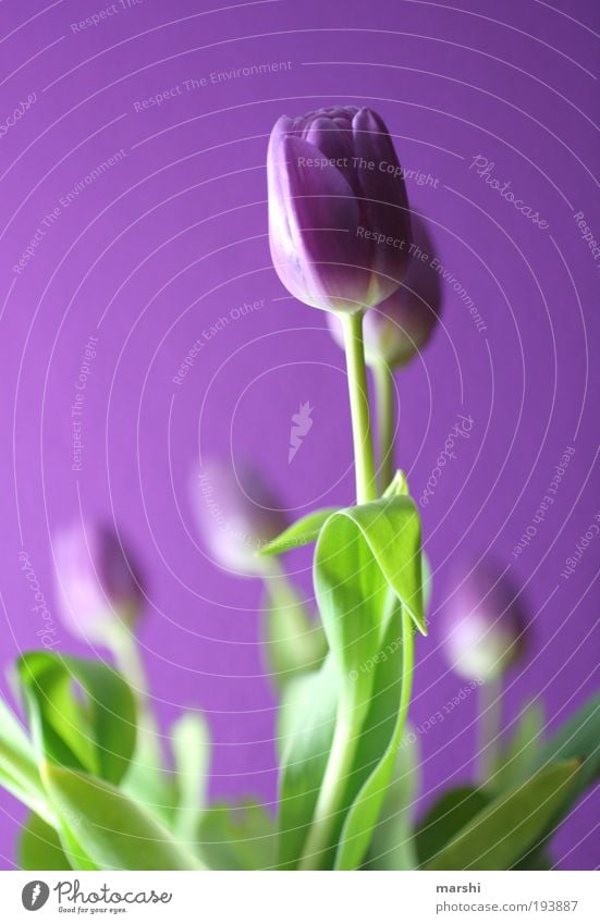 lila Pause Natur Pflanze Blume Tulpe Blatt Blüte frisch schön grün violett Tulpenblüte Licht Blumenstrauß Freude Farbfoto Unschärfe Schwache Tiefenschärfe