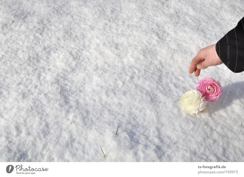 Schneeweißchen und Rosarot Mensch Arme Hand 1 Frühling Winter Eis Frost Blume Blüte Ranunkel Märchen Garten pflücken Schutz Blühend zart verwundbar bleich