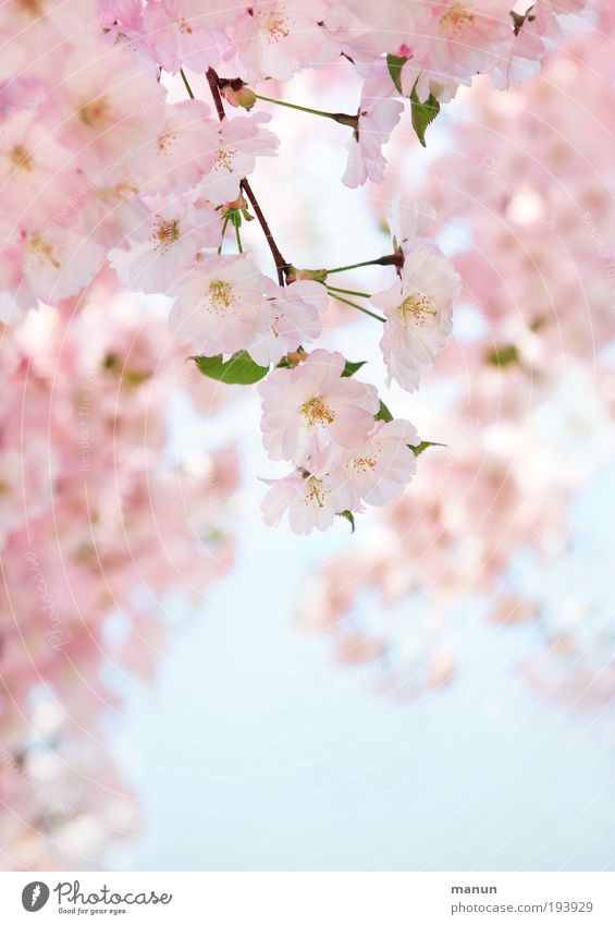 Kirschblüte Sinnesorgane Erholung Duft Taufe Gartenarbeit Gärtnerei Natur Himmel Frühling Baum Blüte Kirschbaum Kirschblüten Kirschblütenfest Ast Freundlichkeit