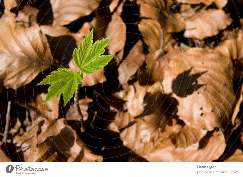 grünes Wachstum Umwelt Natur Pflanze Frühling Herbst Baum Blatt Nutzpflanze Wildpflanze Holz Blühend neu braun Erfolg ruhig Energie Umweltverschmutzung