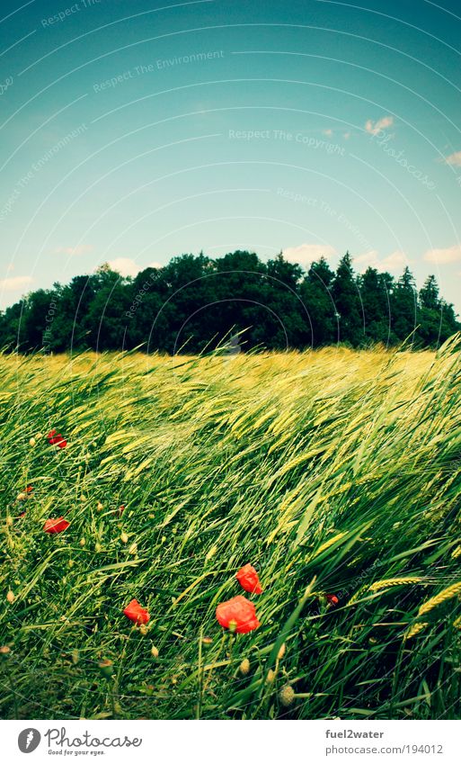 Summer & Poppies Natur Landschaft Tier Sommer Schönes Wetter Blume Gras Wiese Feld Duft Ferien & Urlaub & Reisen Fröhlichkeit Unendlichkeit heiß grün rot