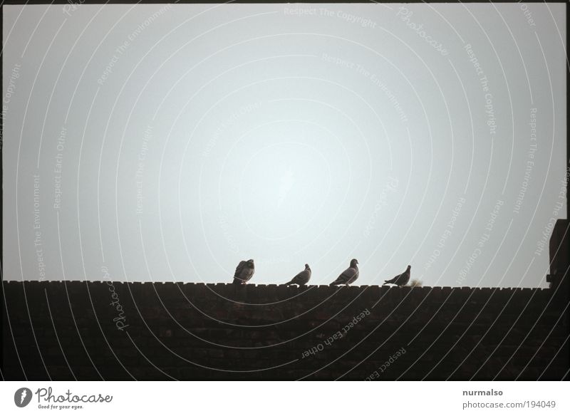lieber vier Tauben . . . Kunst Tier Wildtier Vogel 4 Tiergruppe Zeichen Erholung fliegen Fressen füttern Jagd sitzen dunkel Ferne listig bizarr elegant