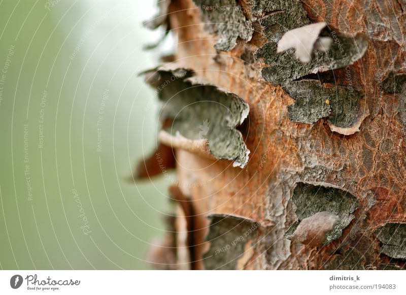 Stamm-Makro Natur Pflanze Baum natürlich weich braun grün Farbe Holz Konsistenz Hintergrundbild Kofferraum Rinde Botanik angeblättert abgeplatzt Absplitterung