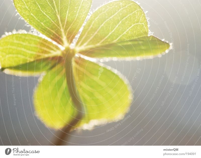 St. Paddy's Umwelt Natur Pflanze Glück ruhig Vertrauen Zeit Zufriedenheit grün Symbole & Metaphern Klee Kleeblatt Kleeblüte Glücksbringer Glücksklee