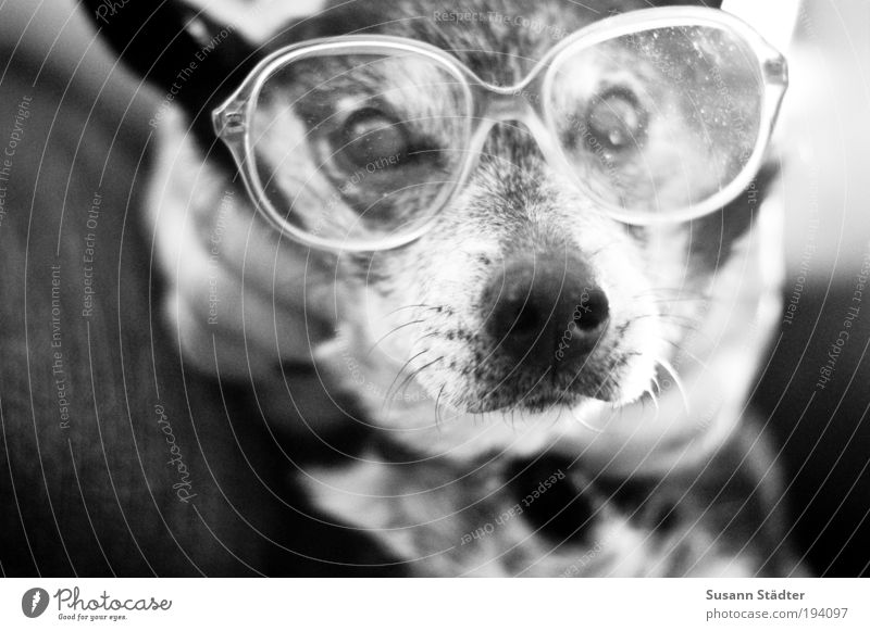Axel mit Oma`s Nasenfahrrad Haustier Hund 1 Tier Blick Verstand Hundeblick klug Hornbrille Aschenbecher Brillenglasstärke blind Schnauze Fell grau