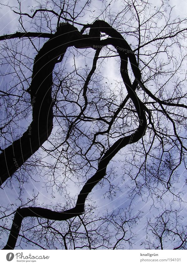 Bizarr Natur Pflanze Himmel Wolken Winter Baum dunkel blau schwarz weiß bizarr skurril Farbfoto Gedeckte Farben Außenaufnahme Menschenleer Tag