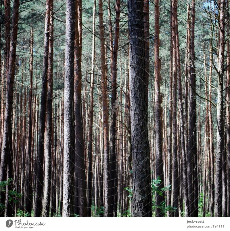 lauter Bäume Umwelt Natur Baumstamm Wald authentisch standhaft vertikal Konifere viele nebeneinander eng Gedeckte Farben abstrakt Strukturen & Formen Schatten