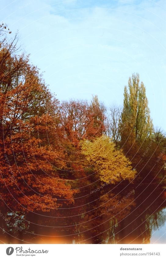 Autumn Revisited. Natur Pflanze Wald gelb Herbst herbstlich Herbstlaub Reflexion & Spiegelung Fluss Wasserspiegelung Baum lightleak Lichtfleck Farbfoto