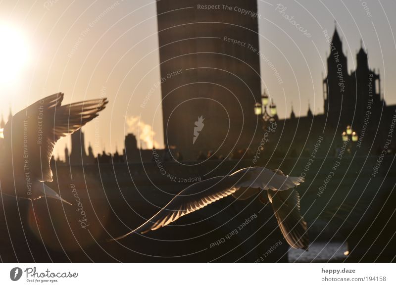 mit Schwung Himmel Sonnenlicht Schönes Wetter London Tier Vogel 2 Bewegung fliegen ästhetisch elegant Ferne frei Zusammensein Unendlichkeit positiv Klischee