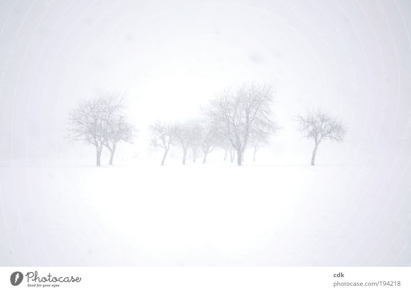 grau in grau Umwelt Natur Landschaft Winter Klima schlechtes Wetter Nebel Schnee Schneefall Baum Park Wiese Feld ästhetisch Einsamkeit Endzeitstimmung kalt