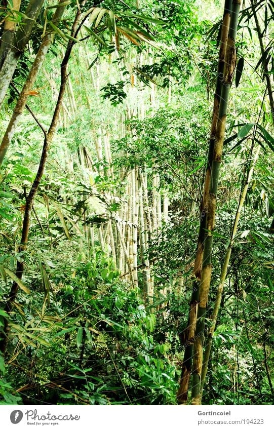 Bali Bamboo Umwelt Natur Pflanze Frühling Sommer Baum Gras Blatt Grünpflanze Wildpflanze exotisch Bambus Bambushalm Bambusrohr Wald Urwald Asien wild grün
