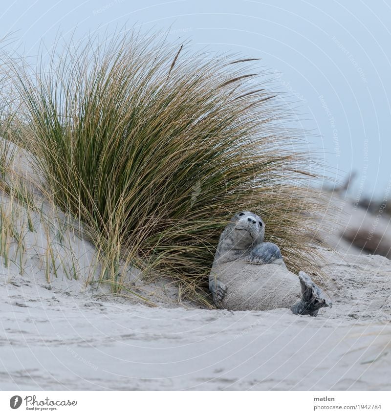 Wie man sich bettet Landschaft Winter Strand Meer Tier Tiergesicht Pfote 1 liegen Coolness blau gelb grau grün ruhig Seehund Düne Dünengras wälzen Wohlgefühl