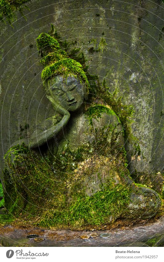 Leben im Moos elegant schön Kunst Skulptur Grünpflanze Park Japan Mauer Wand Stein Erholung Ferien & Urlaub & Reisen ästhetisch außergewöhnlich exotisch braun