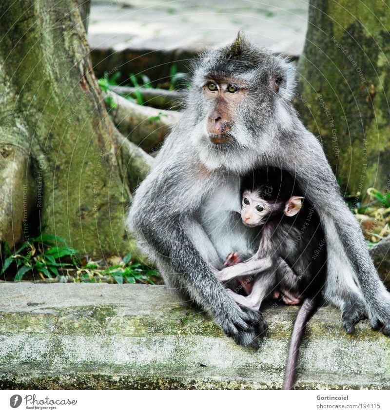 Bali Monkeys Umwelt Natur Tier Baum Urwald Asien Wildtier Tiergesicht Fell Affen Makake Äffchen Tierjunges klein Mutterliebe stillen Indonesien Schutz
