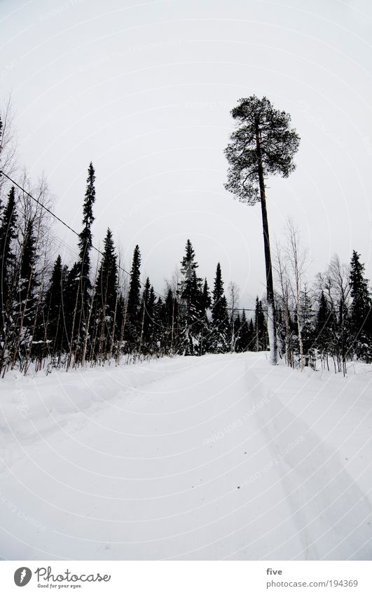 lappische kälte Umwelt Natur Landschaft Himmel Wolken Winter Eis Frost Schnee Pflanze Baum Wald frieren warten Unendlichkeit kalt weiß Lappland Finnland