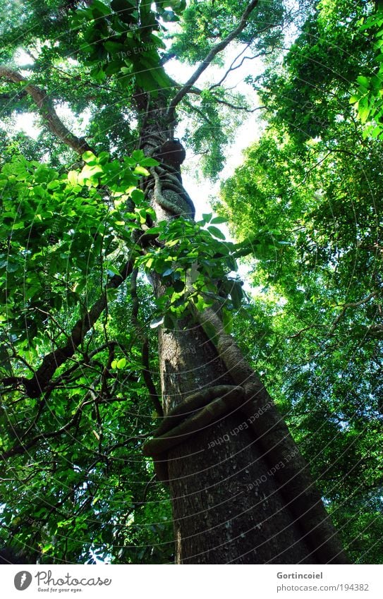 Bali Rainforest Umwelt Natur Pflanze Frühling Sommer Baum Blatt exotisch Baumkrone Liane Mangrove Blätterdach Wald Urwald Asien grün Baumstamm Baumrinde Ast