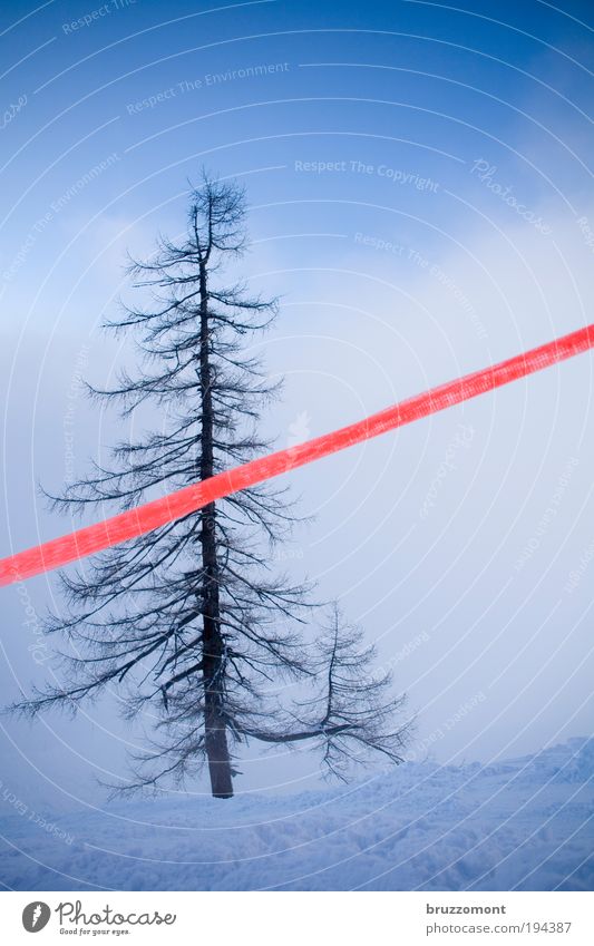 Baumgrenze Winter Schnee Natur Pflanze Wolken Nebel Berge u. Gebirge Menschenleer blau rot Tapferkeit selbstbewußt Ehrlichkeit Einsamkeit schön Verbote Barriere