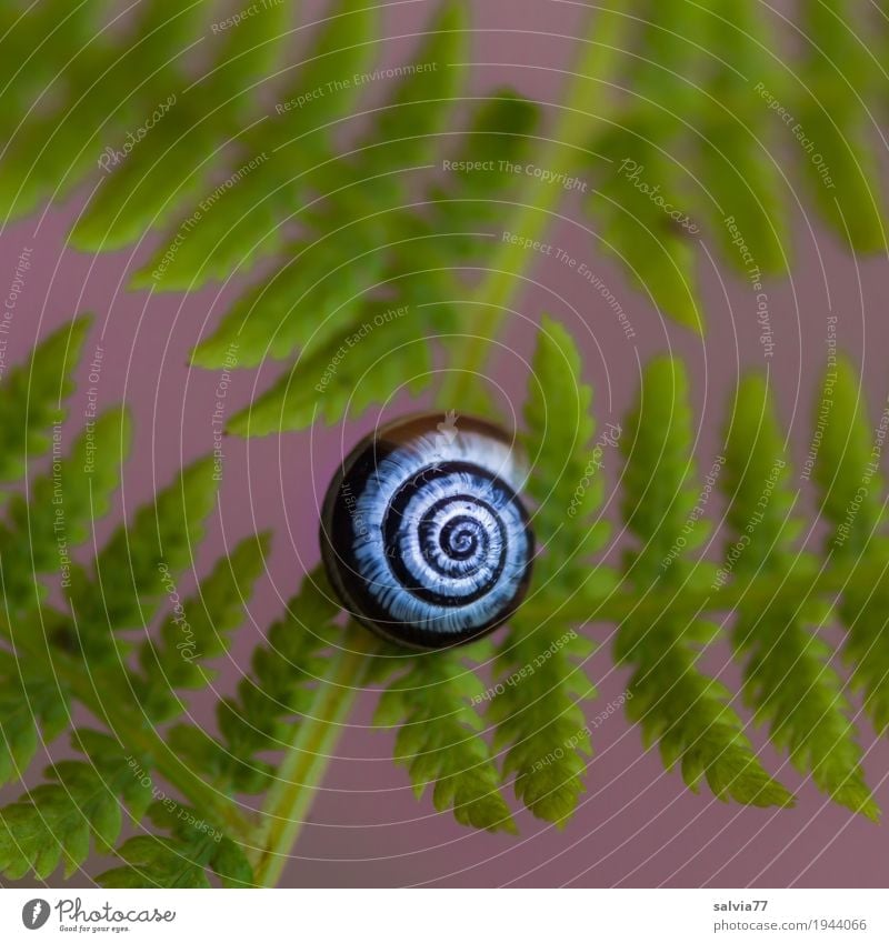 Schnecke und Farn Natur Pflanze Wald ästhetisch positiv rund grün violett Design Kunst ruhig Symmetrie Strukturen & Formen Spirale Schneckenhaus Blatt Kontrast