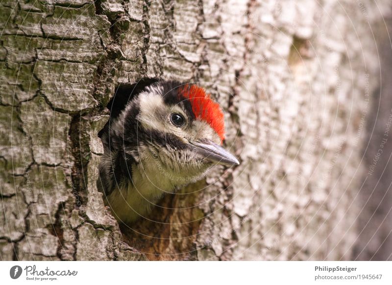 Kleiner Buntspecht guckt aus seiner Baumhöhle Natur Wald füttern Kommunizieren Gesundheit nachhaltig natürlich Neugier niedlich Appetit & Hunger Tier Schnabel
