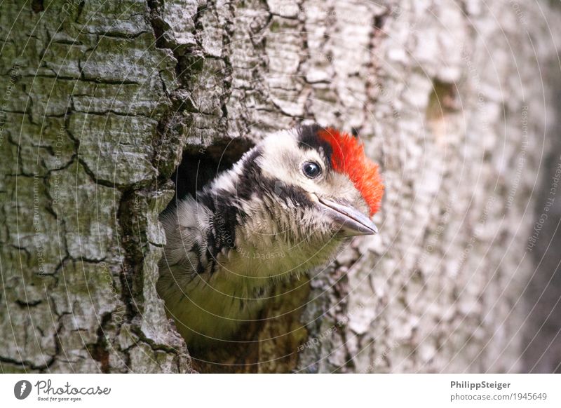 Specht schaut schief aus der Baumhöhle heraus Natur füttern natürlich Neugier niedlich wildlife Tier Schnabel Vogel mehrfarbig Buntspecht Loch Spechtlocht