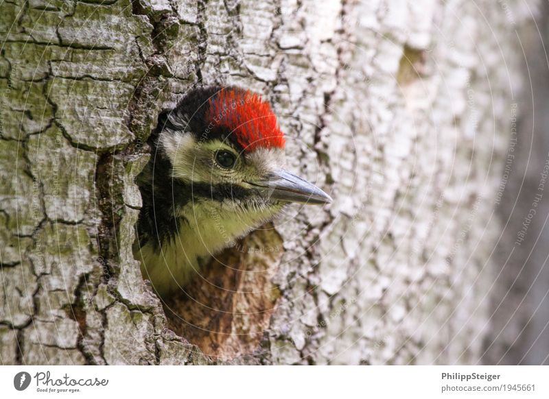 Kleiner Specht guckt aus dem Loch Natur fliegen füttern Tier Buntspecht Ausgucken Baum Spechtloch ökologische Nische Schnabel mehrfarbig Neugier entdecken