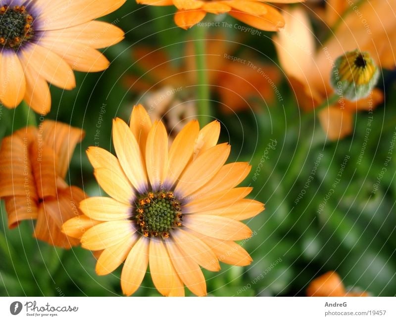 Blumen Orange Symphonie Muttertag orange