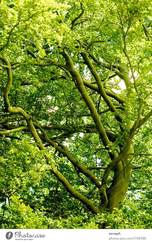 Grüne Lunge tree leaf Blatt trunk crown of tree crust wood Ast Geäst Umweltschutz green lung Sauerstoff age old giant labyrinth twigs Gesundheit floral strength
