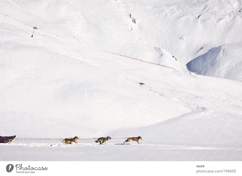 Sixpack Winterurlaub Umwelt Schnee Alpen Berge u. Gebirge Tier Haustier Nutztier Hund Tiergruppe rennen Bewegung fahren hell kalt weiß Ausdauer Schlittenhund