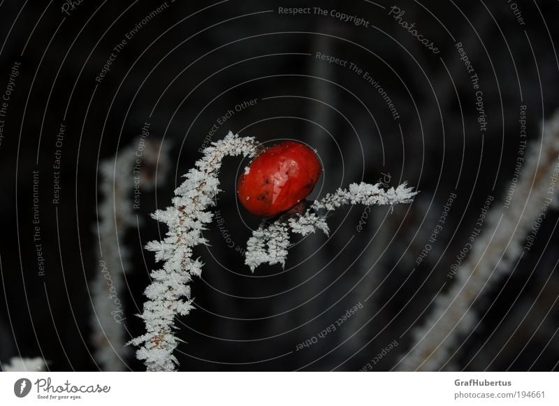 Hagebutte am Eisstiel Winter Frost Pflanze "Hagebutte Hetschepetsche vereist gefroren Juckpulver" rot weiß kalt Natur genießbar Farbfoto Außenaufnahme