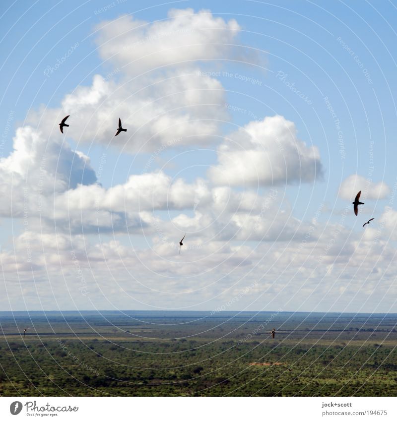 Frei wie ein Vogel Ferne Safari Natur Landschaft Wolken Wärme Savanne fliegen grün authentisch Ewigkeit exotisch Freiheit Leichtigkeit oben Überblick Schweben