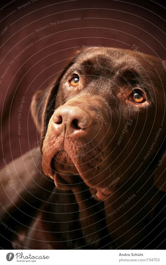 Labrador Bruno Tier Haustier Hund Tiergesicht 1 beobachten liegen Blick Freundlichkeit braun Vorfreude Vertrauen loyal Tierliebe Lebensfreude Chocolate Schnauze