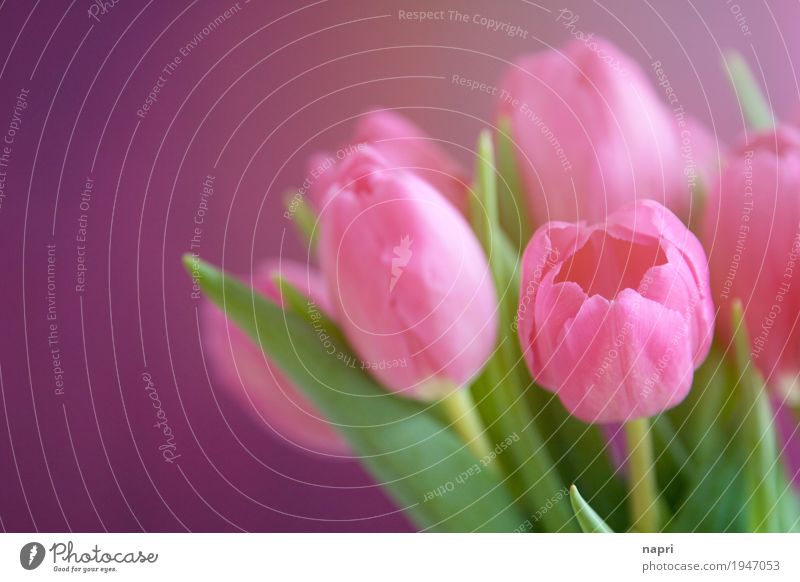 PINKe Zeiten Blume Tulpe grün violett rosa Farbe Frühling Blumenstrauß mehrfarbig Sonnenlicht frisch leuchtende Farben Gruß Farbfoto Innenaufnahme Menschenleer
