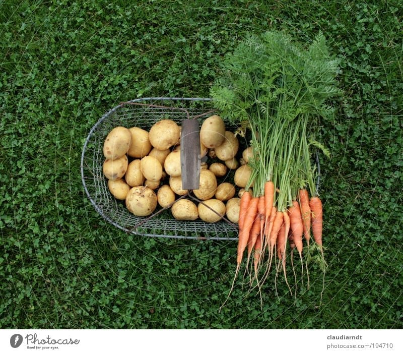 Gesundfood Lebensmittel Gemüse Kartoffeln Möhre Ernährung Bioprodukte Vegetarische Ernährung Gesundheit Gartenarbeit Sommer Nutzpflanze Feld frisch grün