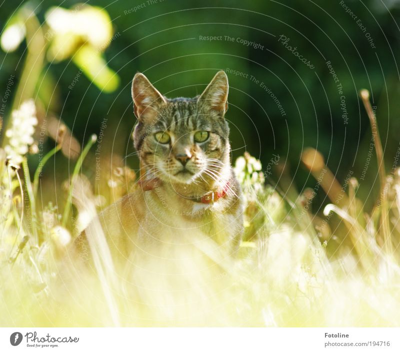 Ich seh dich! Umwelt Natur Landschaft Pflanze Erde Sonne Sonnenlicht Sommer Klima Wetter Schönes Wetter Wärme Gras Garten Park Wiese Tier Haustier Katze