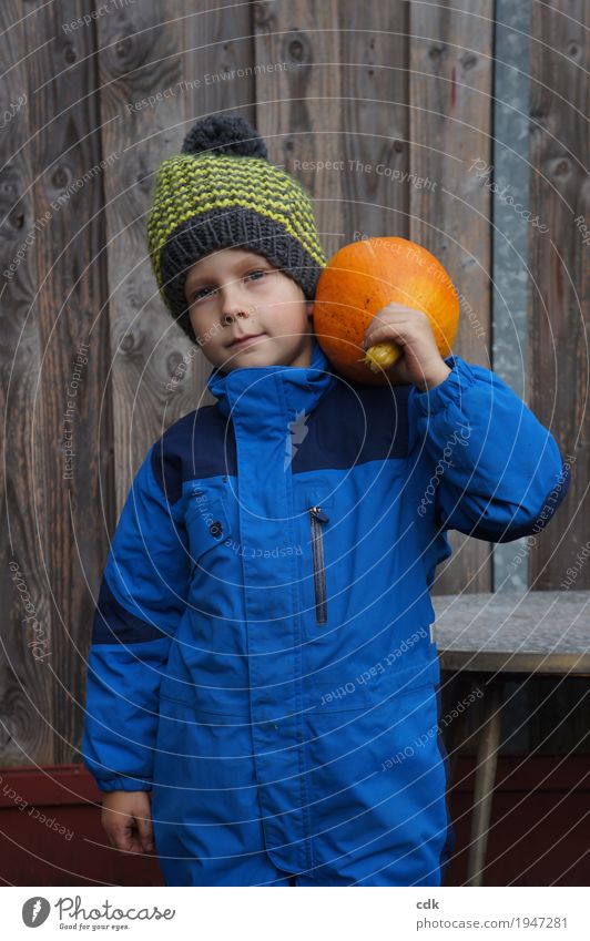 Kindheit | eigene Kürbisernte maskulin Mensch 3-8 Jahre Natur Herbst Winter Nutzpflanze Garten Feld Mütze authentisch einfach Freundlichkeit frisch Gesundheit