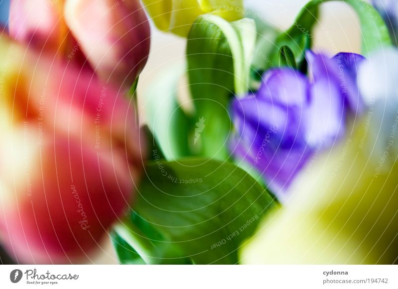 Buntmacher Lifestyle schön Leben harmonisch Wohlgefühl Zufriedenheit Dekoration & Verzierung Natur Pflanze Frühling Sommer Blume Tulpe einzigartig Freude