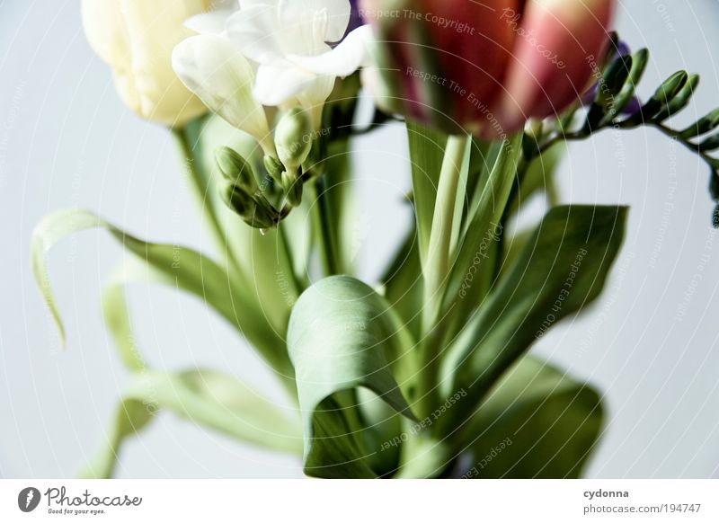 Frühling in der Nase Lifestyle schön harmonisch Wohlgefühl Zufriedenheit Duft Dekoration & Verzierung Natur Pflanze Sommer Blume Tulpe Blatt Blüte einzigartig