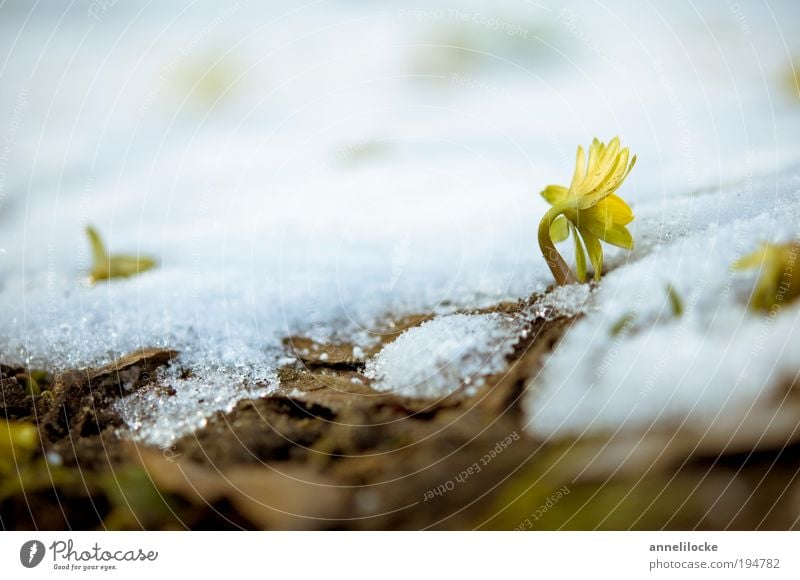 Der Winter geht Umwelt Natur Landschaft Pflanze Frühling Klima Klimawandel Schönes Wetter Schnee Blume Blatt Blüte Winterlinge Park Blühend Wachstum frisch