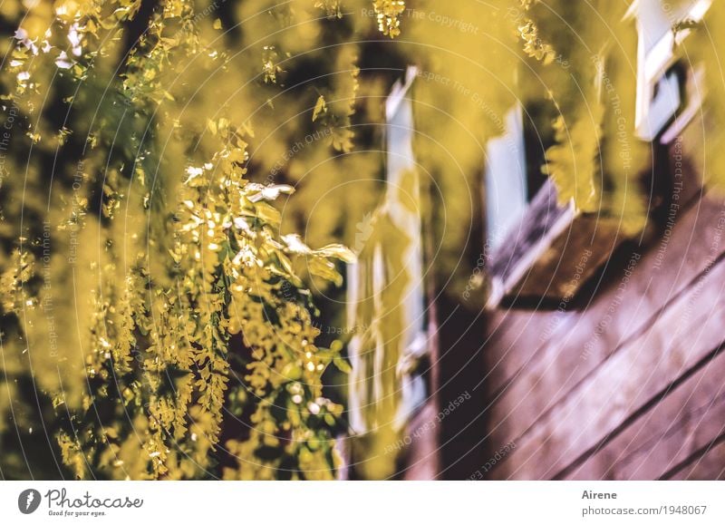 Sucht | Goldrausch Haus Garten Holzhaus Pflanze Sträucher Blüte Goldregen Fenster Blumenkasten Blühend braun gelb gold überschüssig mehrere bewachsen hängen