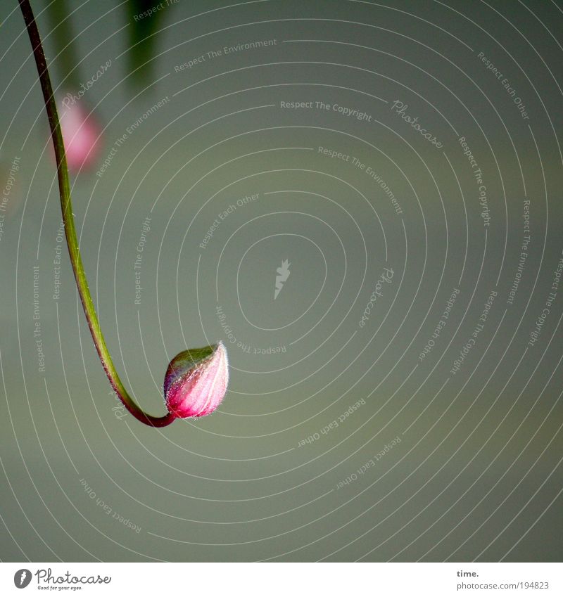 Neugierige Frühlinge Pflanze Außenaufnahme frontal Blüte aufwachen Tiefenschärfe Winde rosa rot weiß grau Licht Wachstum biegen Kurve vertikal Lebewesen Freude