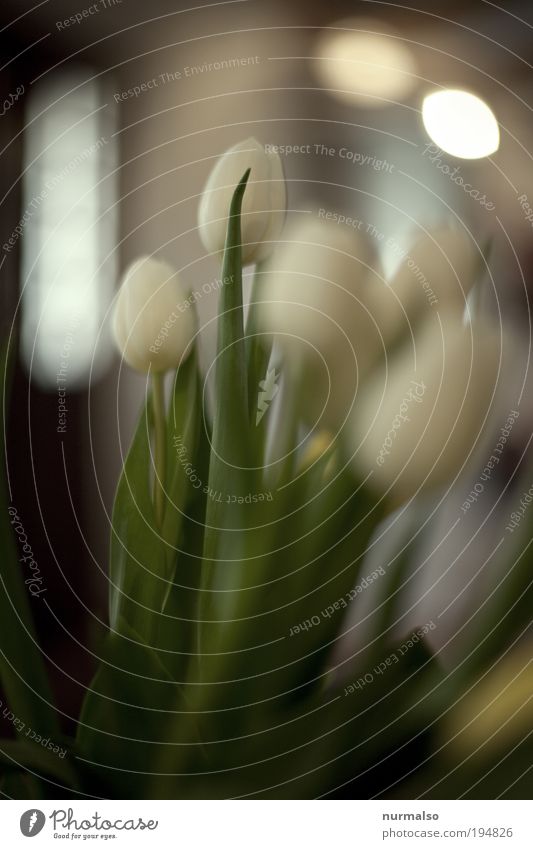 Weisse T Reichtum elegant Stil schön Freizeit & Hobby Kunst Natur Pflanze Blume Tulpe Dekoration & Verzierung Blumenstrauß Kitsch Krimskrams ästhetisch